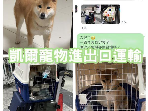 2025/07/14『中國』柴犬狗狗陳皮台灣飛中國~~~~